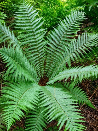 Xxxl shuttlecock fern bare - shuttlecock,