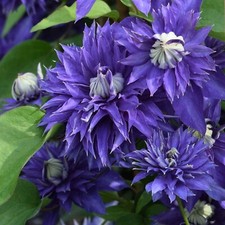 Clematis Multi Blue in 9cm Pot - Garden Ready Hardy Perennial Climbing Plant
