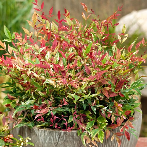 Nandina firepower domestica - nandina,