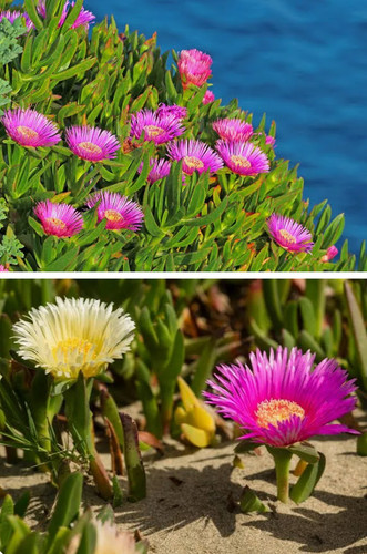 Carpobrotus edulis - 2,