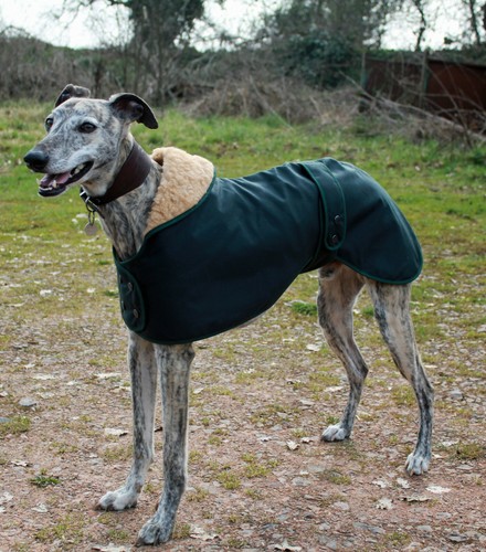 Factory second greyhound - factory,