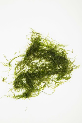 10g 250g java moss live - -,