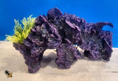 Coral reef plants - plants, large