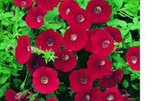 6  X MIX  A  SURFINA  TRAILING PETUNIA MIXED  PLUG PLANTS PRE ORDER
