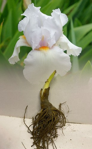 Iris germanica immortality - germanica,