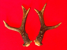 PAIR OF ROE DEER ANTLERS 