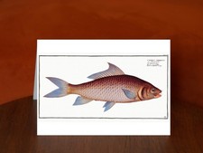 Cirrhated Carp (Cyprinus