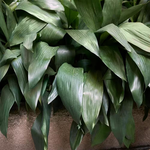 Gal aspadistra cast iron - aspadistra,