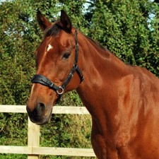 Sidepull Bitless Bridle (Full - Black) [Handcrafted in the UK]