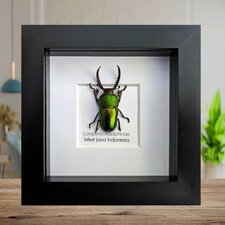Jewel Stag Beetle Taxidermy