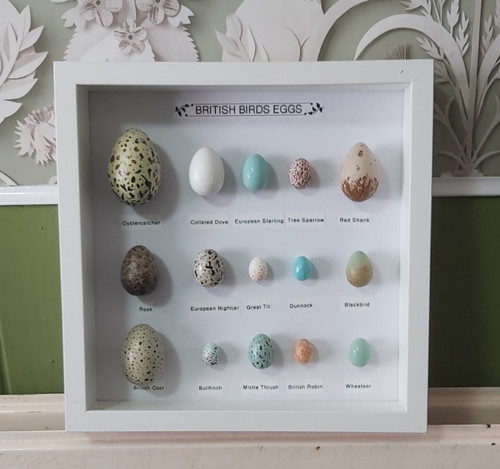Replica birds eggs framed - birds, all