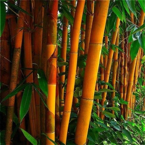 Orange bamboo seeds - seeds, privacy