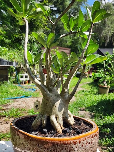 Adenium thai soko - ,