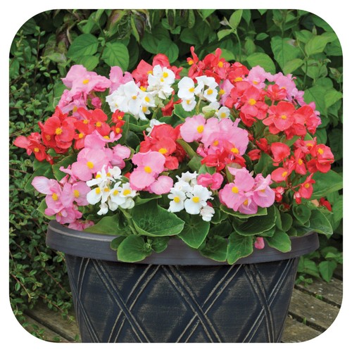 Begonia president mixed mini - president,