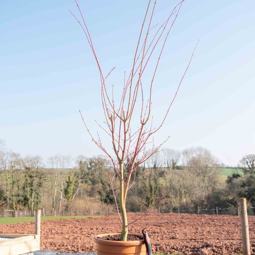 Acer palmatum coral - acer,