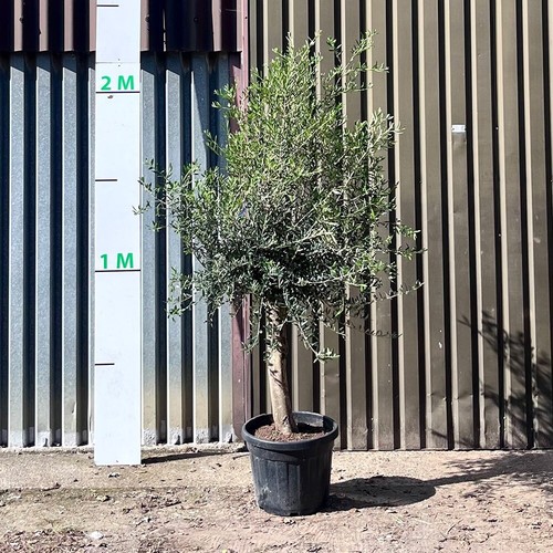 Olive tree tuscan thick - olive, stem