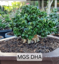3x Desert Rose/Adenium DHA MGS Caudex Plant Seeds UK