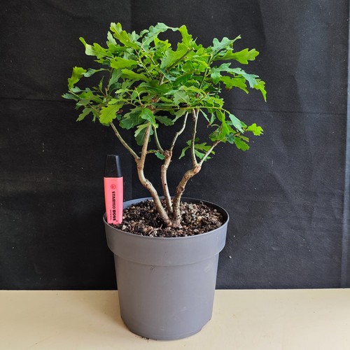 English oak pre bonsai triple - bonsai, -triple
