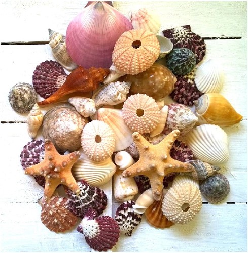 Assorted mixed seashells 2 - 50,