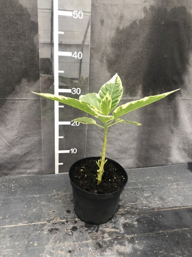 Brugmansia katrin bonte - brugmansia, ‘katrin