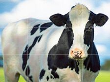 Mosaic Ceramic Panel Cows
