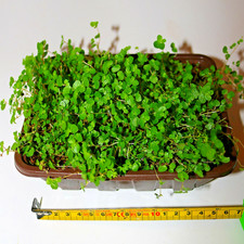 Mind your own business Babys