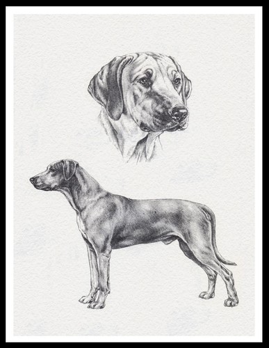 Rhodesian ridgeback lovely dog - lovely,