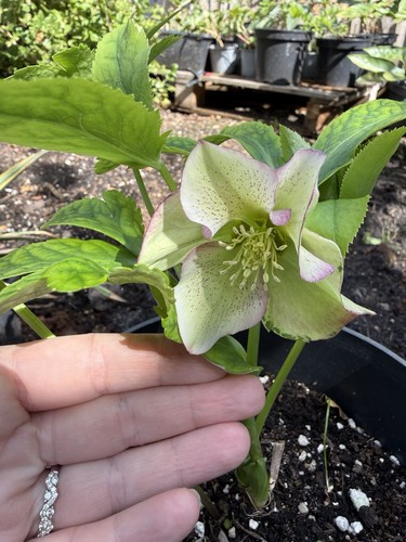 Helleborus white pink - white, 3
