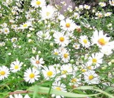 5 white Aster Symphyotrichum  bare root plants, hardy bushy perennial