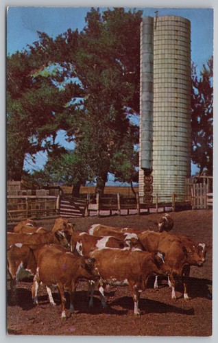 Vintage postcard guernsey - postcard,