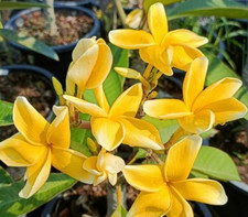 Frangipani Plumeria rubra - Hawaiian Palm Tree - VARIETY: Eua endoo Yellow - 5 Seeds -