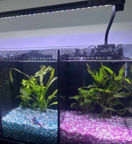 Aqua one betta duo 20l - betta,