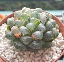 Haworthia cooperi var