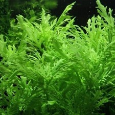 Hygrophila Difformis (5x)