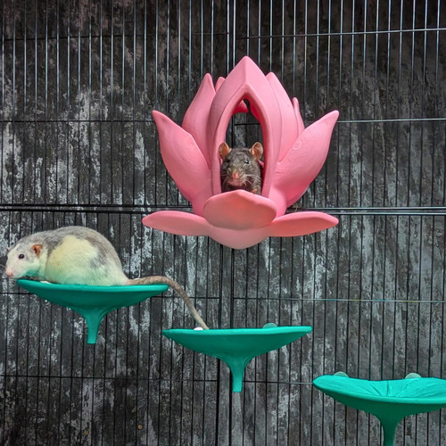 Flower rat hide and - flower, pad