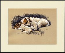 JACK RUSSELL WIRE FOX TERRIER