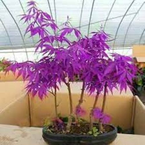 Purple ghost japanese maple - ghost,