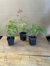 3 x Bonsai Starter Acer
