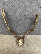 Fallow Buck Deer Skull
