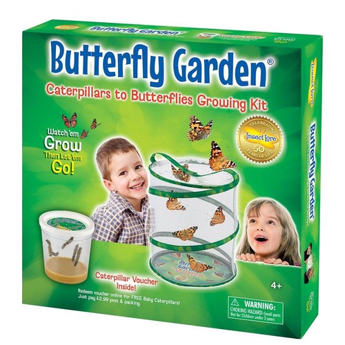 Butterfly garden insect - garden,