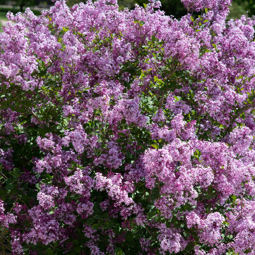 Syring palibin scented - -, lilac