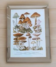 Botanical Floral Art Print