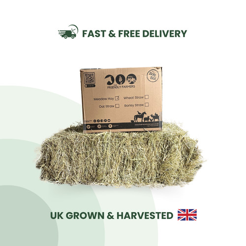 Guinea pig rabbit - rabbit, hay