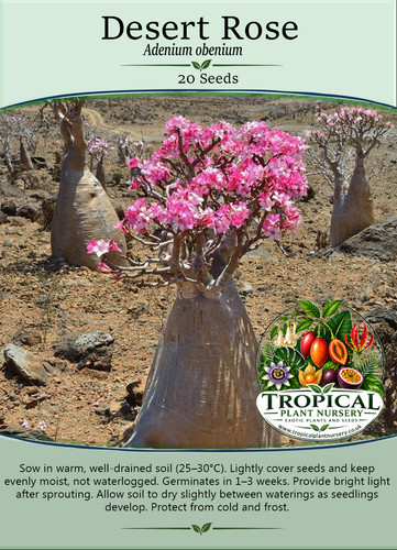 Desert rose x - rose, obesum)