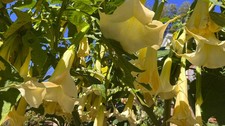 UNROOTED Cutting Brugmansia