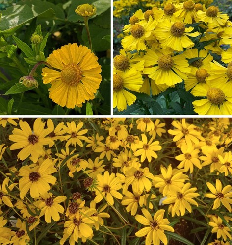 Helenium seeds autumn gold - seeds, |
