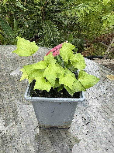 Fern cyrtomium falcatum 1 x - fern,