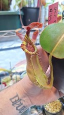 Nepenthes(LVB x Veitchii the