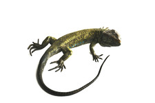 Antique Cold Painted Bronze of