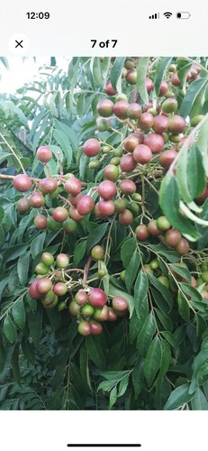 Seeds kari patta organic - seeds,